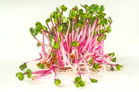 Radish sprouts Stock Photos