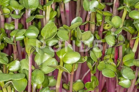 Radish sprouts Stock Photos
