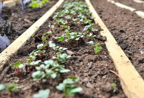 Radish sprouts, Stock Photos