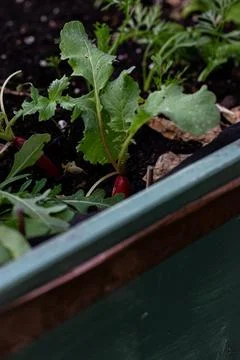 Radish (Universitetet) Stock Photos