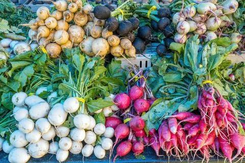 Radish in various shapes and colors Stock Photos