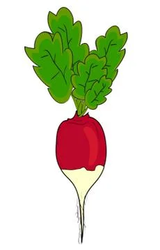 Radish. vector Stock Illustration