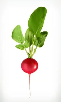 Radish, vector object Stock Illustration