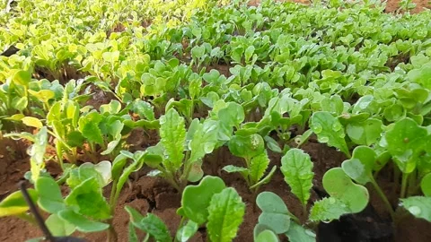Radish in vegetable garden. Stock Footage 185052146