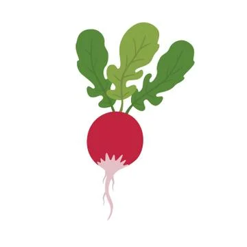 Radish vegetable image. Stock Illustration