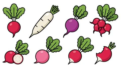 Radish Vegetable Set Vector Illustration Stock Illustration