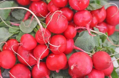 Radish vegetables Stock-Fotos
