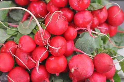 Radish vegetables Stock Photos