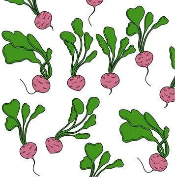 Radish vegetables Vector hand drawn. Set Vector botanical illustrations of ve Stock Illustration