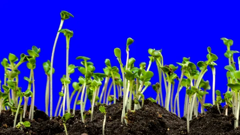 Radish young growth time lapse with alpha channel Stock Footage 100115976