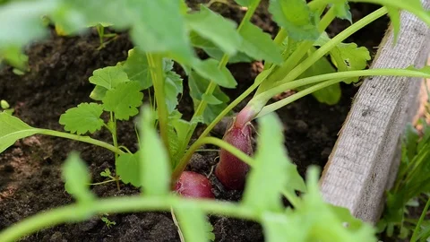Radishes being picked from vegetable patch, closeup Video stock 92800150