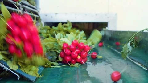 Radishes getting selected and washed Video stock 124079426