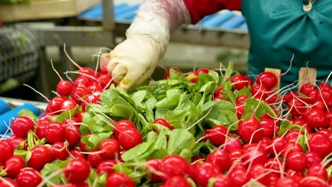 Radishes getting selected and washed Video stock 124079494