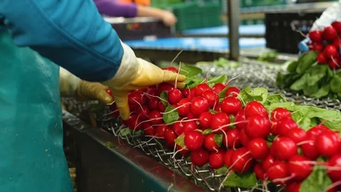 Radishes getting selected and washed Stock Footage 124079503