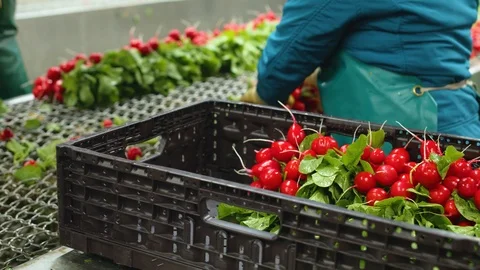 Radishes getting selected and washed Видео 124079547