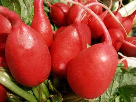 Radishes Stock Photos
