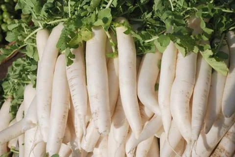 Radishes Stock-Fotos