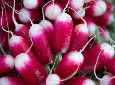 Radishes Stock Photos