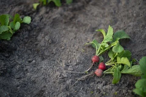 Radishes Foto stock