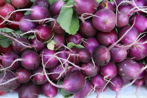 Radishes Stock Photos