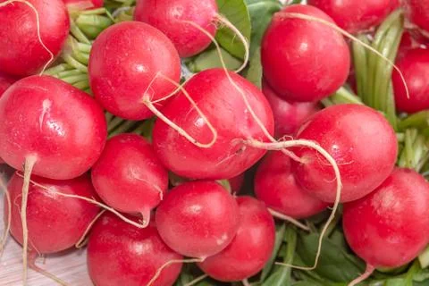 Radishes, Raphanus raphanistrum subsp. sativus Stock Photos