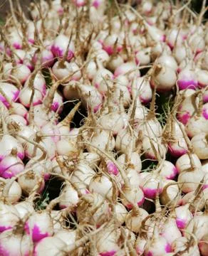 Radishes roots up Stock Photos
