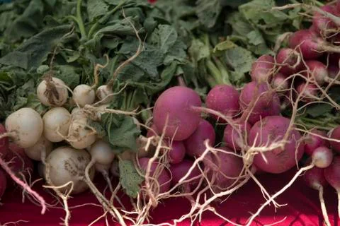 Radish's Stock Photos