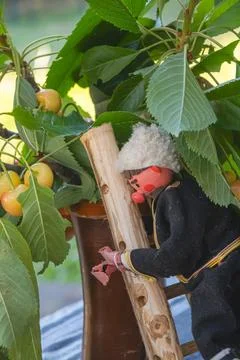 Raditional Bulgarian cherry picker doll with wooden ladder among sweet cher.. Stock Photos