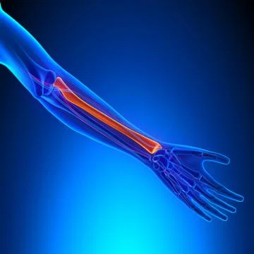 Radius Anatomy Bone with Ciculatory System 스톡 일러스트