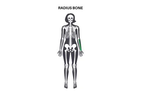 Radius bone anatomy Stock Illustration