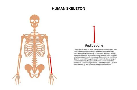 Radius bone anatomy Stock Illustration