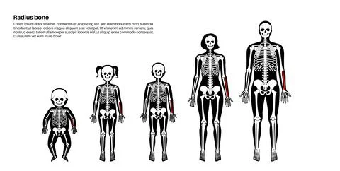 Radius bone anatomy Stock Illustration