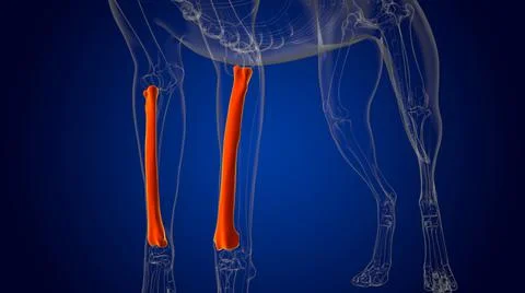 Radius Bones Dog skeleton Anatomy For Medical Concept 3D Stock Illustration