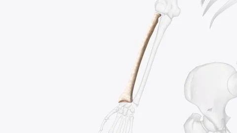 The radius is one of the two bones that make up the forearm Stock Illustration