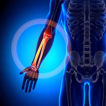 Radius / Ulna - Anatomy Bones 스톡 일러스트