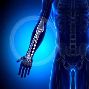 Radius / Ulna - Anatomy Bones 스톡 일러스트