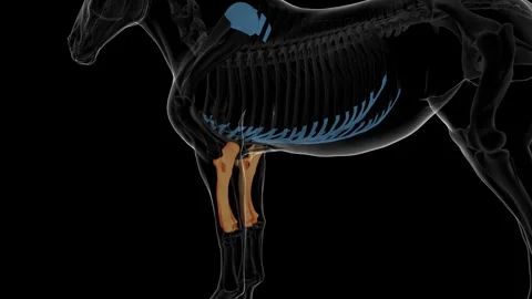 radius ulna bone horse skeleton anatomy ... | Stock Video | Pond5