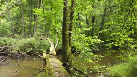 Radunia Valley Stock Footage 246503229