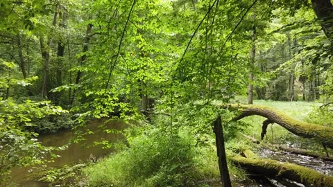 Radunia Valley Stock Footage 246503248