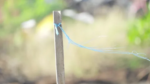 Raffia Ribbon Fluttering in the Wind Stock Footage 336648242
