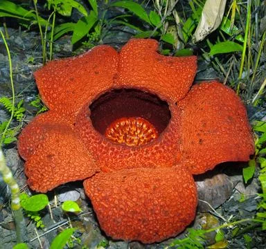 Rafflesia Big flower Rafflesia. Malaisia. Borneo. Sabah Copyright: xZoonar... Stock Photos