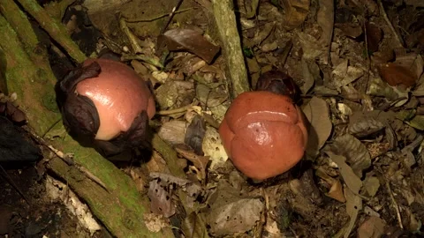 Rafflesia bloom, 10 day timelapse Stock Footage 149644950