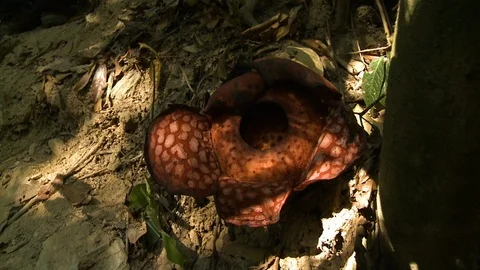 Rafflesia Flower In Royal Belum Forest, Malaysia Stock Footage