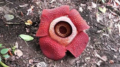 Rafflesia keithii. Stock Footage 44535486