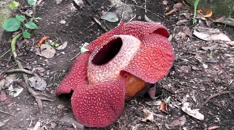 Rafflesia keithii. Video stock 44535978