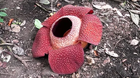 Rafflesia keithii. Video stock 44536804
