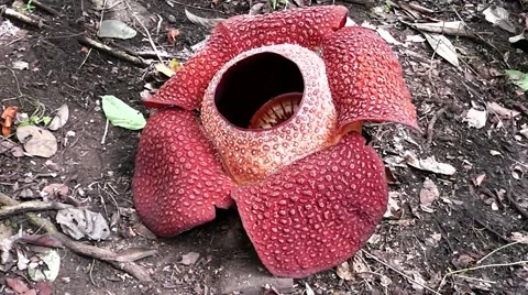 Rafflesia keithii. Video stock 44537246