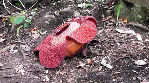 Rafflesia keithii. Video stock 44537667