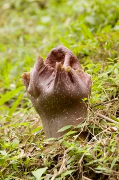 Rafflesia Foto stock