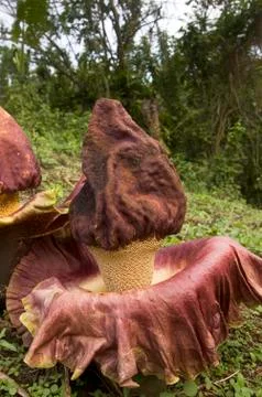 Rafflesia Foto stock